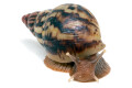 Lissachatina albopicta typ 4 subadult